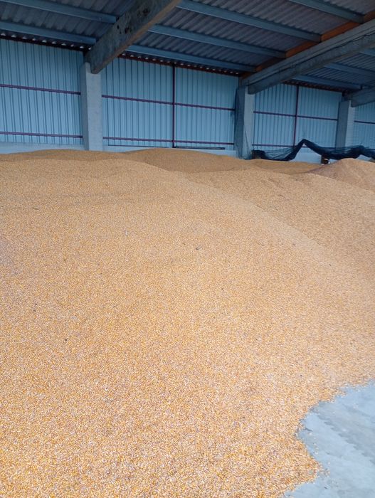 Porumb boabe , Orzoaica ,grâu, triticale