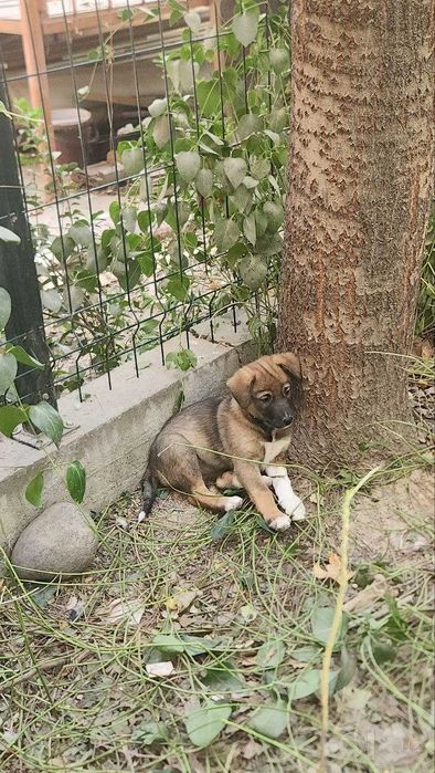 Пристройство собачек