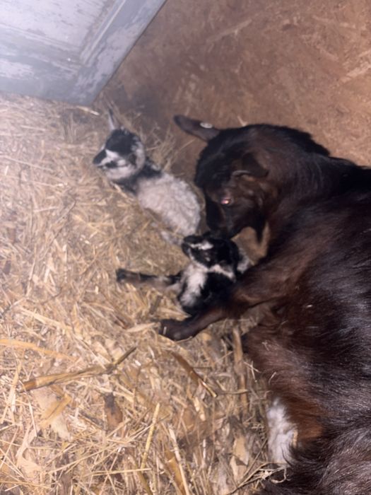 Vand capra cu doi iezi