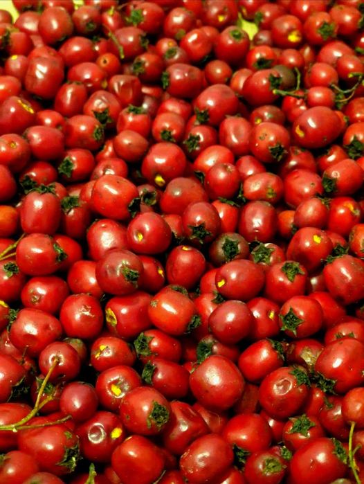 Fructe de paducel (gherghine)