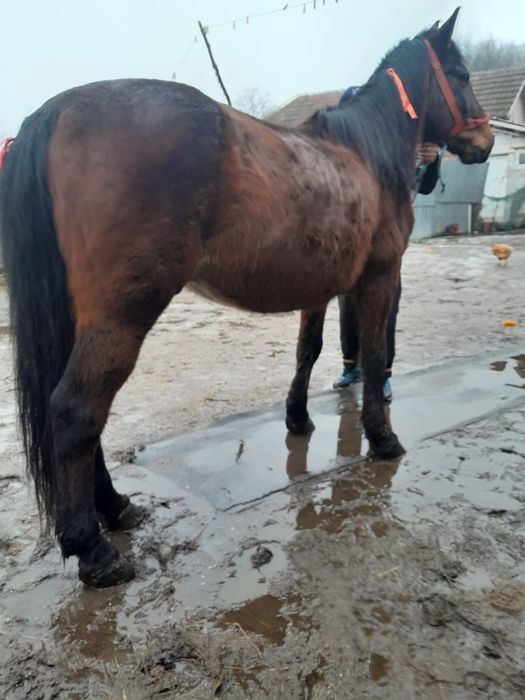 Vand cal 8 ani foarte cuminte