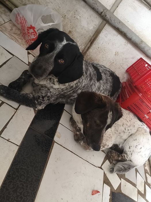 Продаю щенка спариель