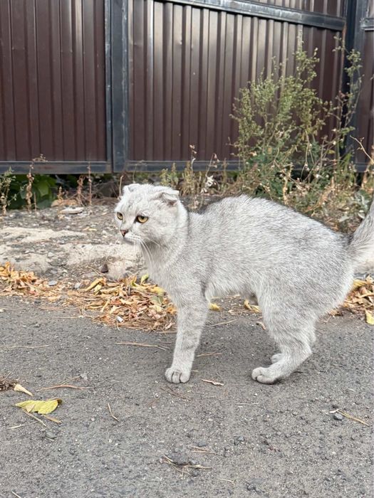 отдам в добрые руки котят и кошку