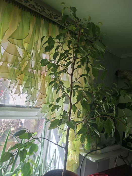 Продам Фикус Бенджамина