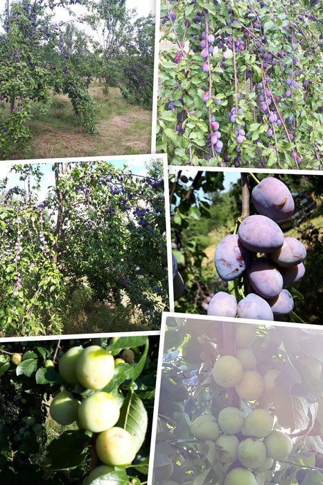 Продава се Сливова овощна градина