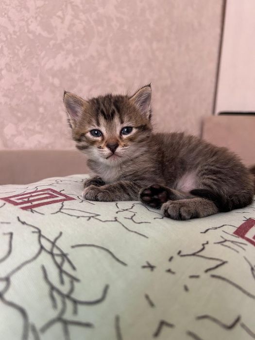 Отличные котяты умные