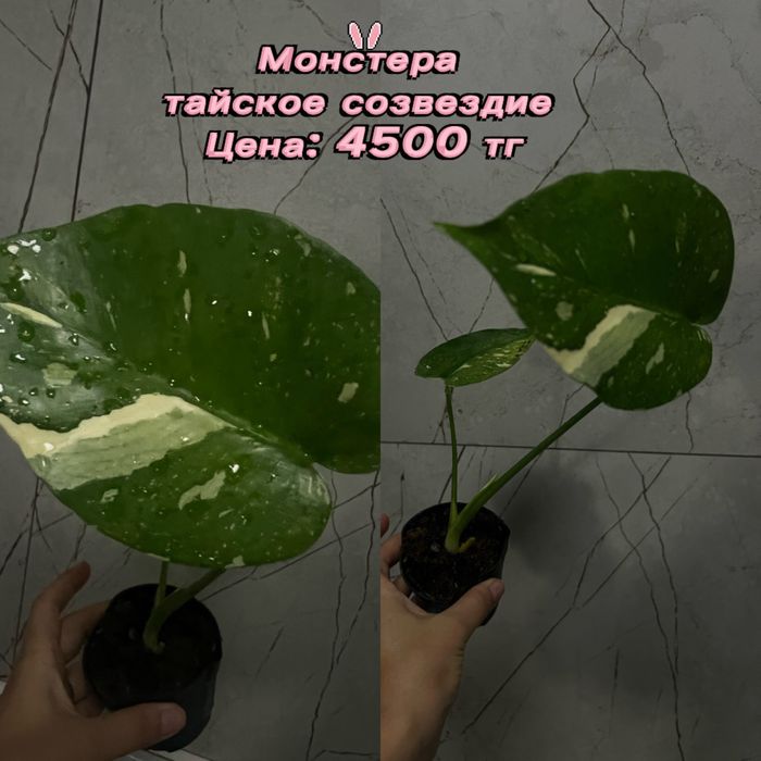 Монстеры разные, укорененные