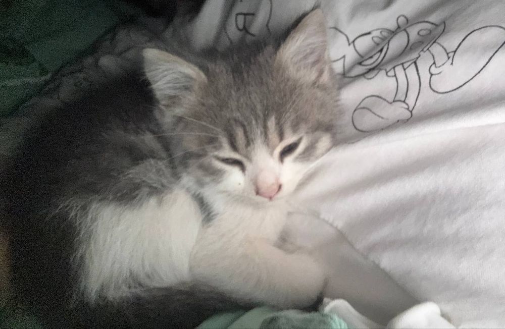 Мушук болачалари