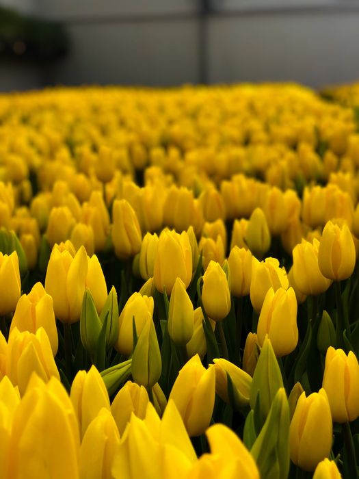 Тюльпаны оптом и в розницу