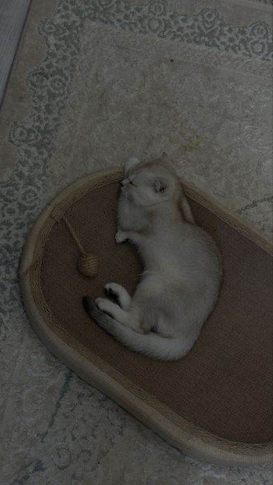 Шотландский мысық
