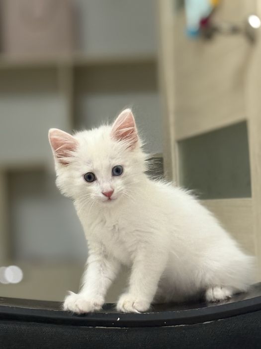 Котенок 1.5-2 месяцев, мальчик