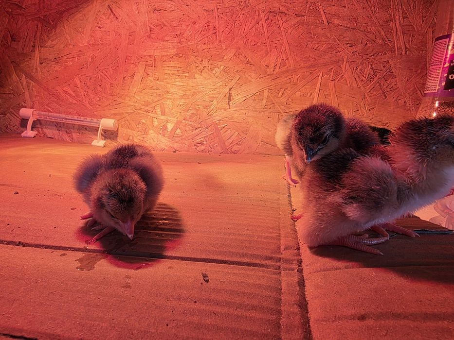 Циплята породистые