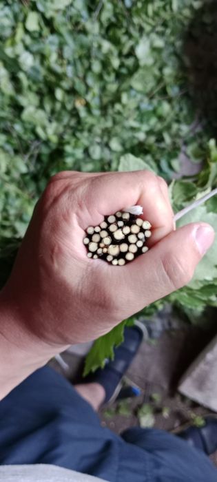 Веники, жапырак 600тг розницу/оптом