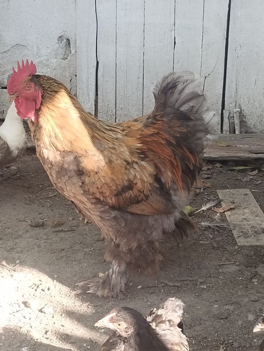 Cocoși metis brahma talie mare