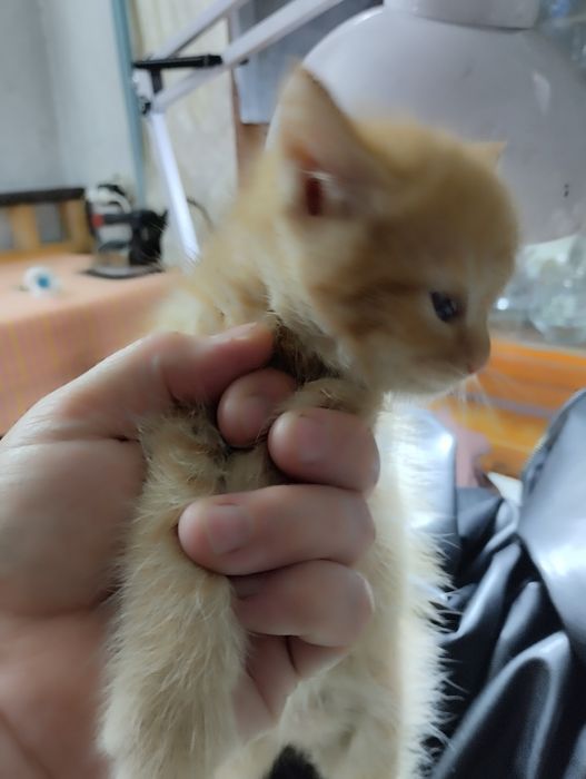 Котята рыжие девочки и мальчики