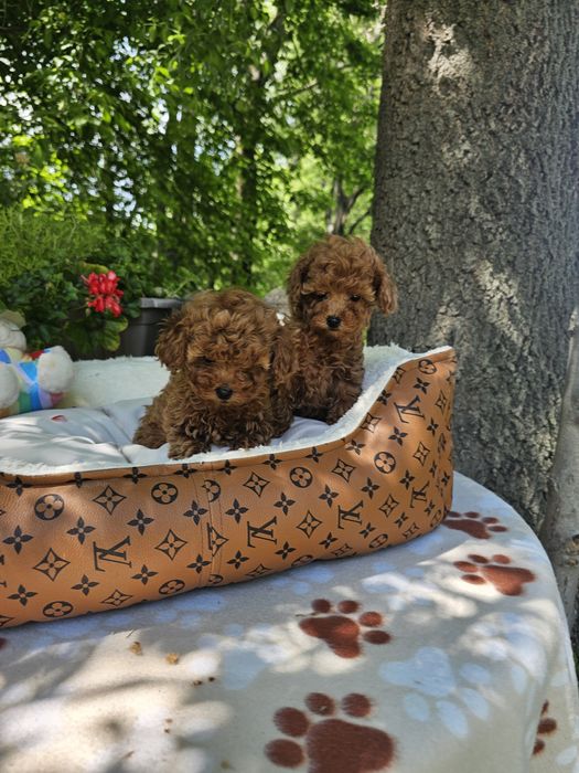 Пудел ред априкот [red apricot poodle] БАБХ лицензиран развъдник