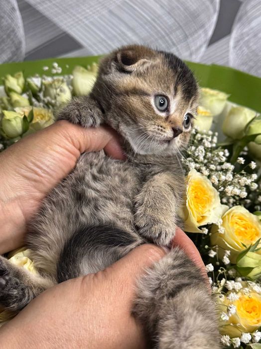 вислоушки плюшевые малыши