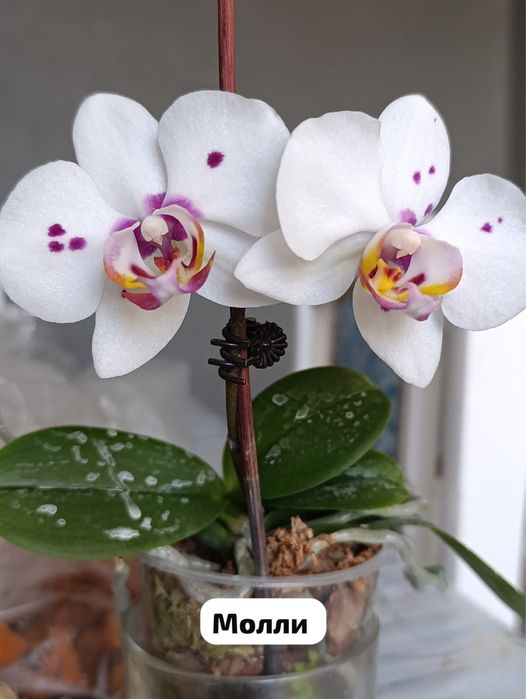 Продам цветущие орхидеи