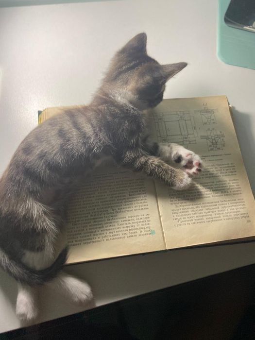 Кошка девочка 3 месяца