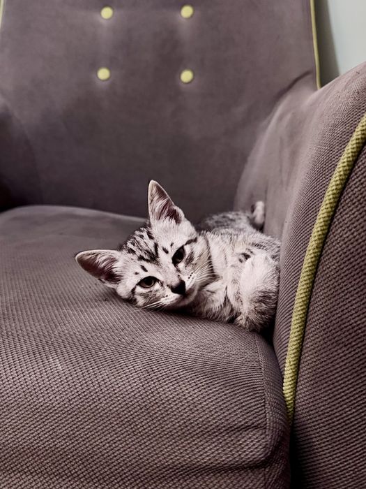 Котенок в добрые руки