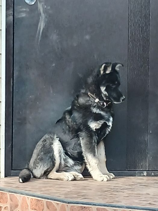 Щенок восточно=европейской овчарки