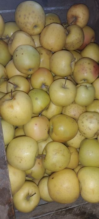 Яблоки 1 и 2 сорт