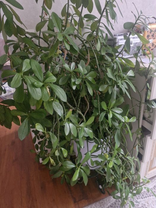 Продам комнатные цветы