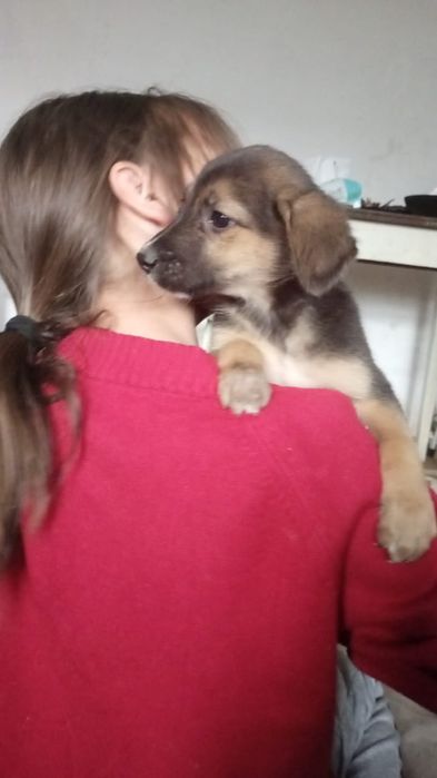 В хорошие руки щенята.