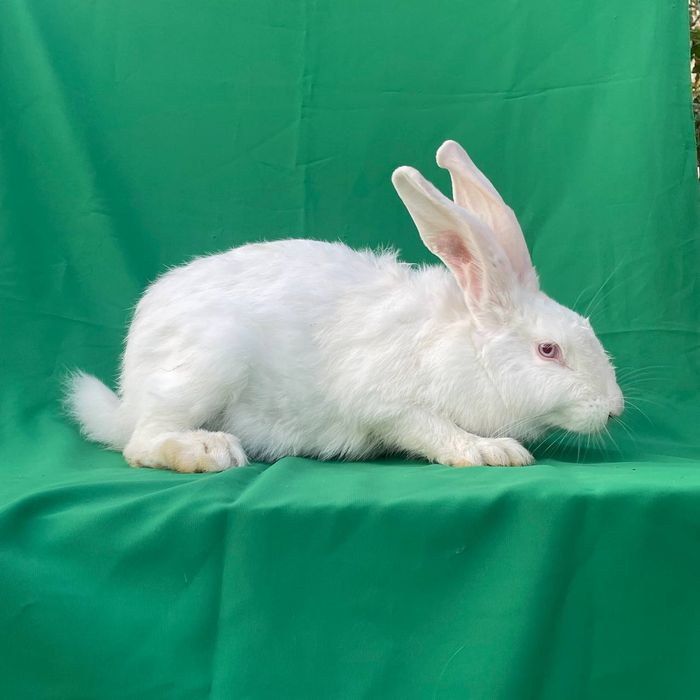 Sotiladi: 6 oylik urg‘ochi quyon, jaydar zotiga mansub.