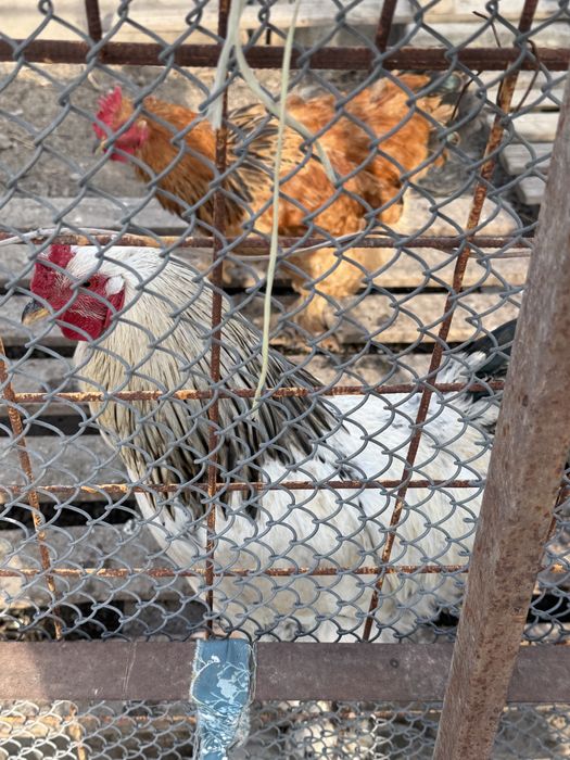 Продаем Петух, Әтеш сатамыз