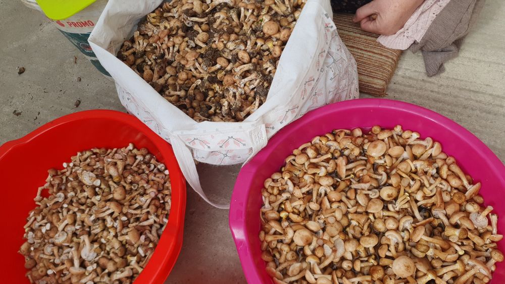 Ghebe mici în oțet