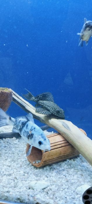 Кои корейский 15см 4шт 2 золотых 2 голубых за всех 300000 тысяч