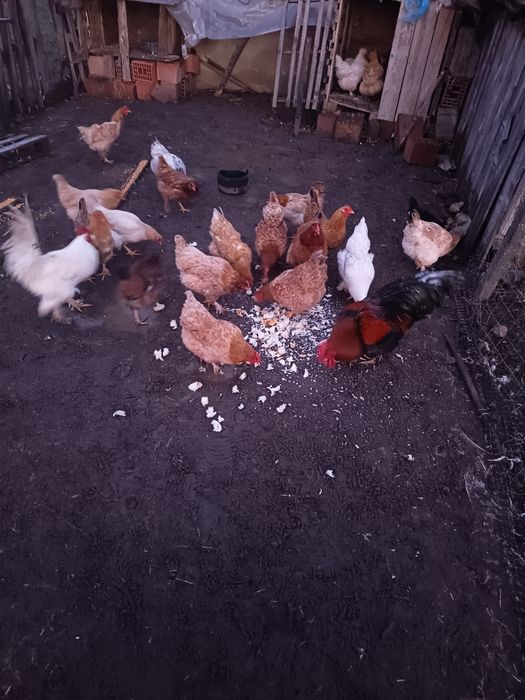 De vânzare găini 70 lei bucata