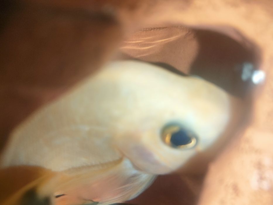 Цихлиды цитроновые