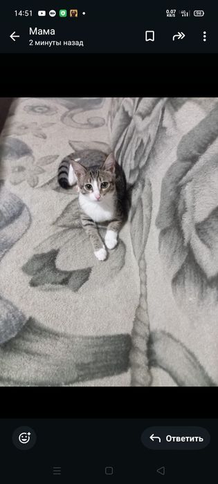 Котята ищат дом мальчики девочки