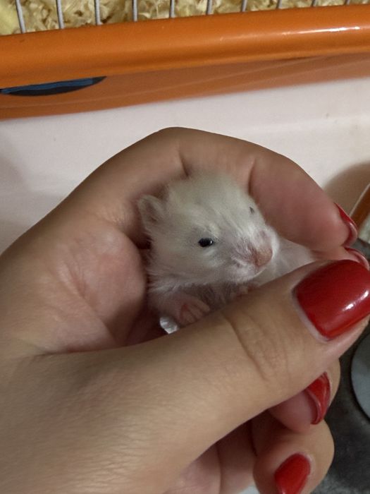 Милые сирийские хомячки ищут Дом!