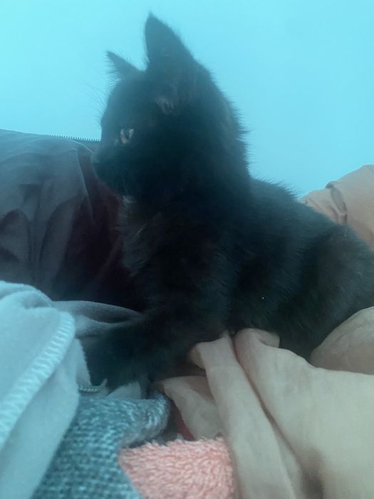 Котенок с горшоком