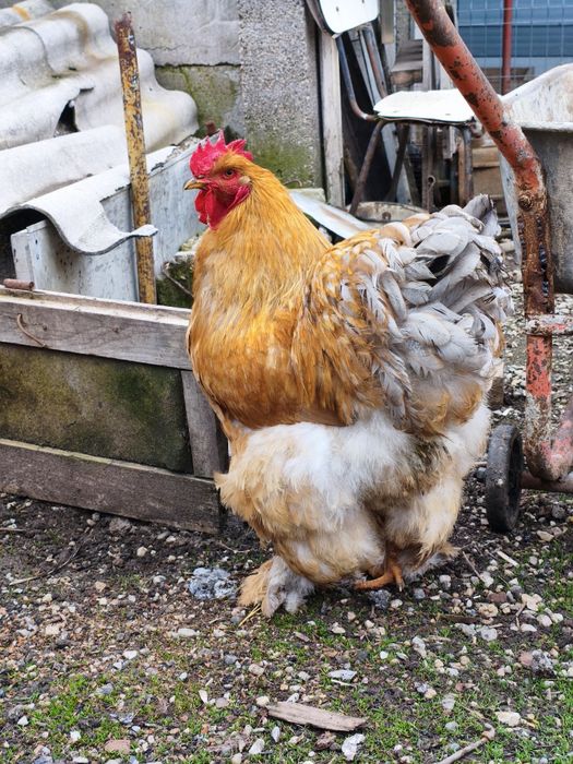 Ouă Cochinchina uriaș pentru incubat