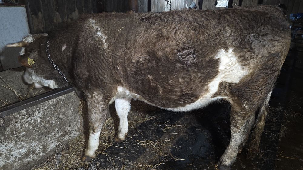 Vand juninca gestanta Baltata Romaneasca