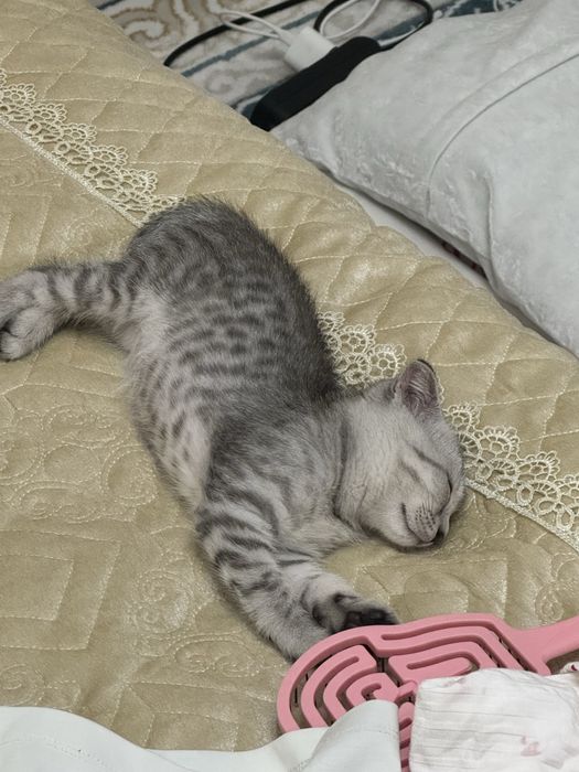 Котята 4,5 месяцов