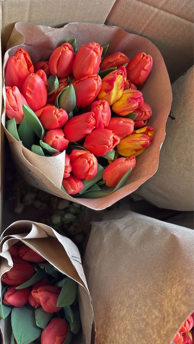 Голандские тюльпаны более 10 видов