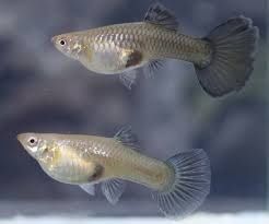 Аквариумные рыбки