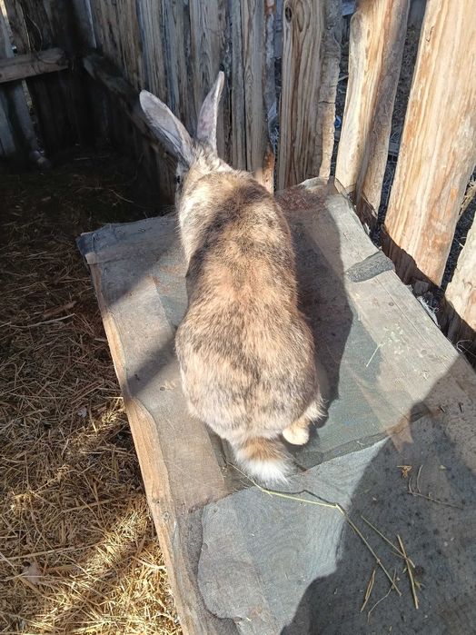 Iepuri de vânzare 80-180lei bucată negociabil puii și adulti