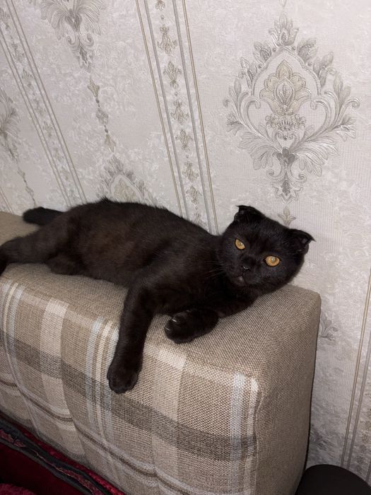 Scottish fold malchik