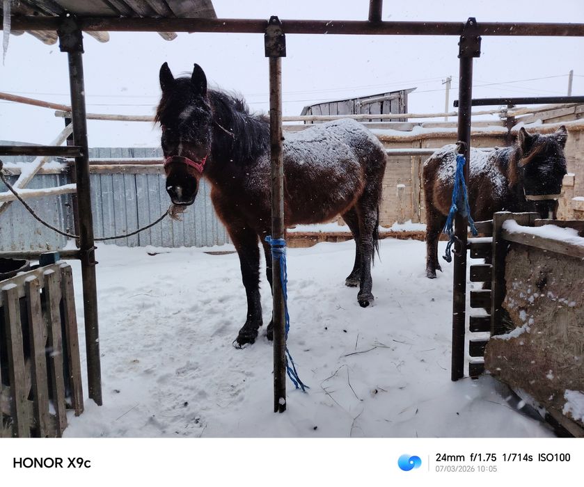 Продам кобылу с жеребенком