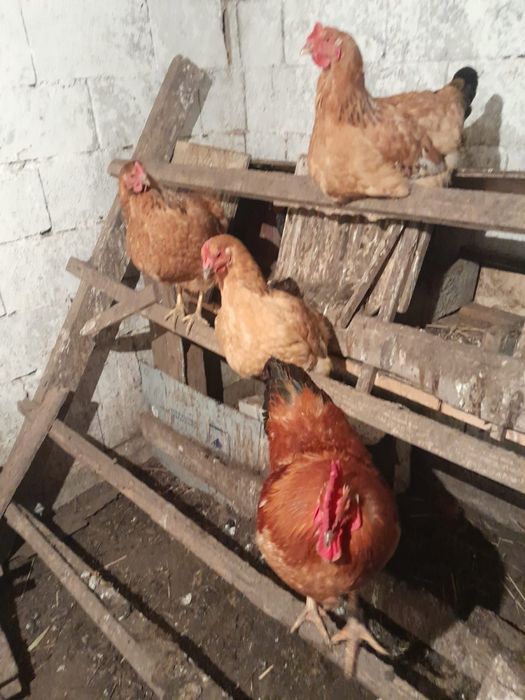 Продам курей и питухов