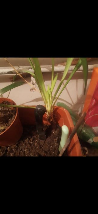 Yucca planta de gradina