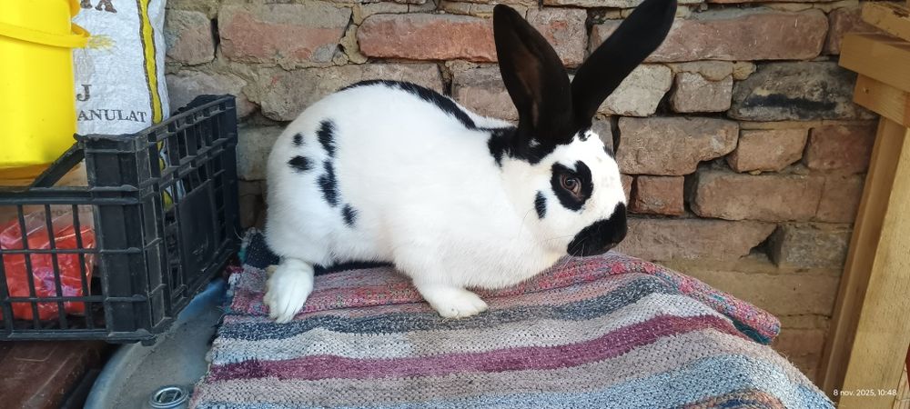 Mascul de fluture german