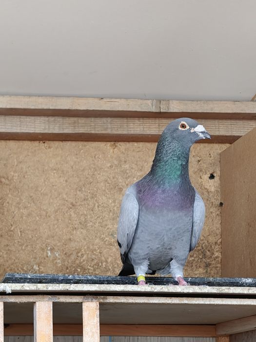 Vand porumbei pui și bătrâni