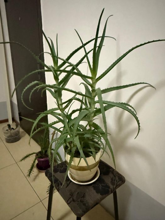 Продам цветы цены от 10000 до 20000тенге